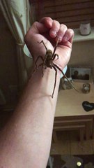 Il tient l'araignée la plus venimeuse du monde... Dingue