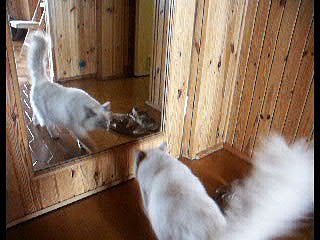 Fredzio chce iść na spacer