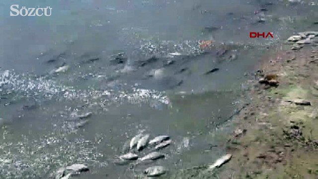 Tekirdağ’da binlerce ölü balık karaya vurdu