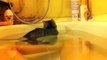 Funny Cats Enjoying Bath _ Cats That LOVE Water Compilationt