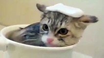 Funny Cats Enjoying Bath _ Cats That LOVE Water Compilation434