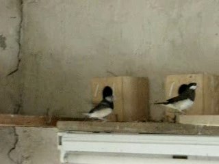 Paddas timor parade 1