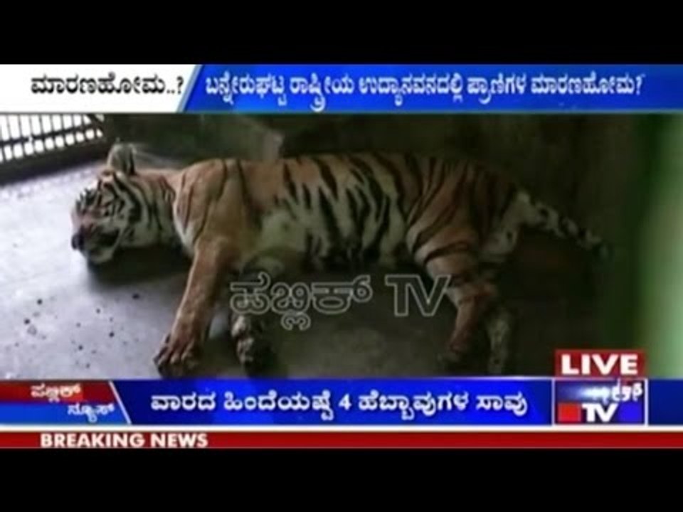 Bannerghatta Wildlife Sanctuary: Wildlife Die One After The Other