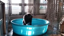 REMIX Dancing Gorilla Splashing About Having Fun At Dallas Zoo