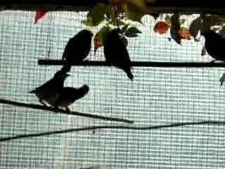 Paddas timor parade volière