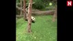 Watch adorable baby panda Bei Bei, Washington's star attraction, falling from trees for fun