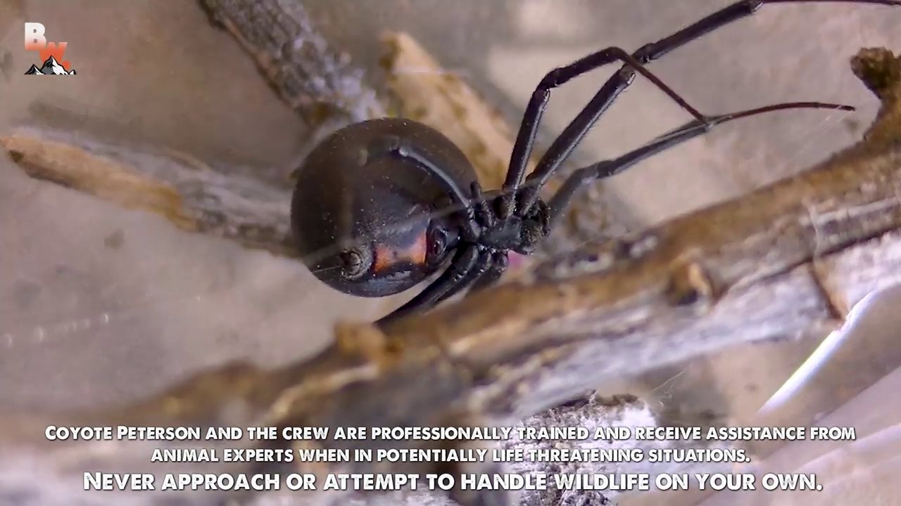 WILL IT BITE! - Black Widow Challenge