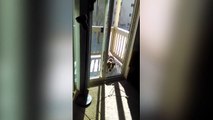 Ce chien n'ose pas franchir la porte de la terrasse, pourquoi ?