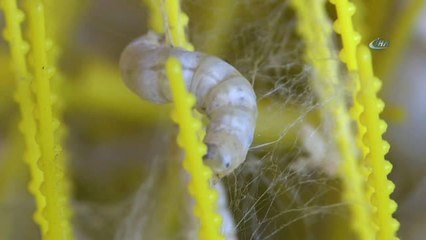 Damızlık Koza Yetiştiriciliği Bitme Noktasına Geldi