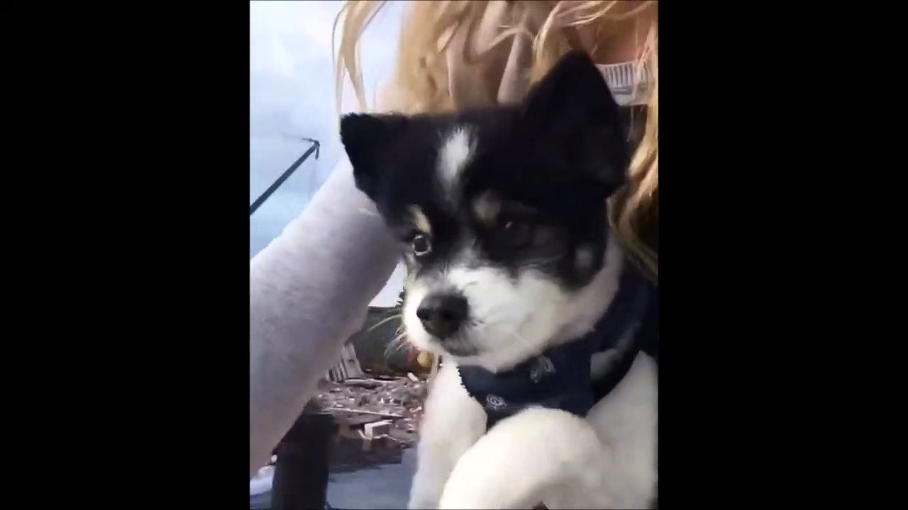 Trop mignon : ce chien veut aider sa maîtresse à faire du vélo