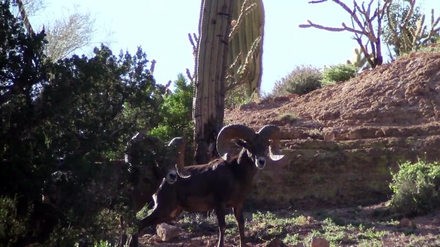 Colburn and Scott Outfitters Desert Bighorn Sheep Scouting Part 2 2014