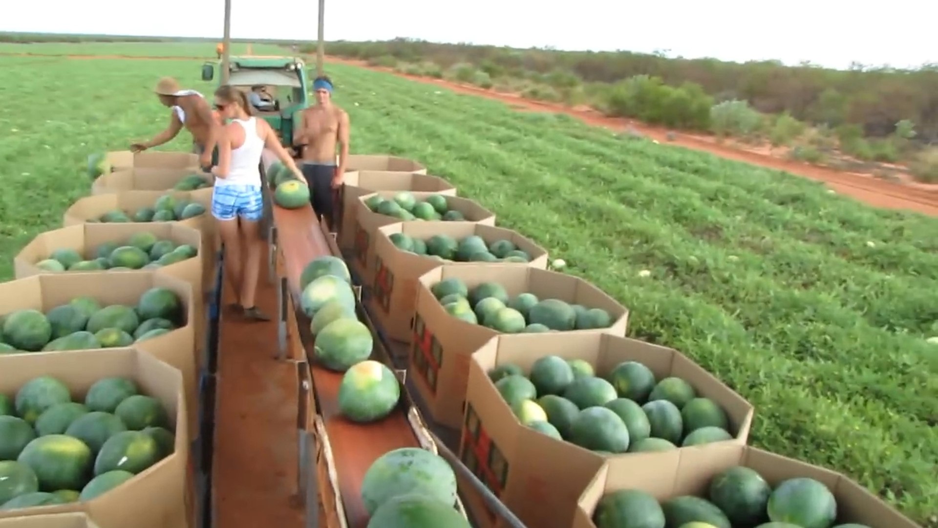 Бахча арбузная в краснодарском крае. Чем убирают арбузы. Арбуз растет. Арбуз на бахче. Чем убирают арбузы.