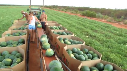 Adamlar İşi Biliyor.. İnanılmaz Karpuz Toplama Makinesi!