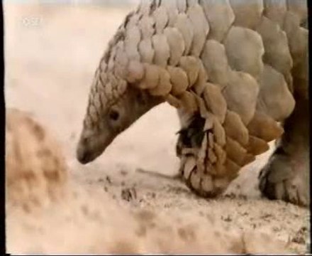 Vinculos animales-humanos: Catiti (Pangolin)
