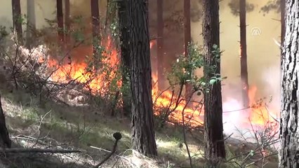 Kozan'da Orman Yangını