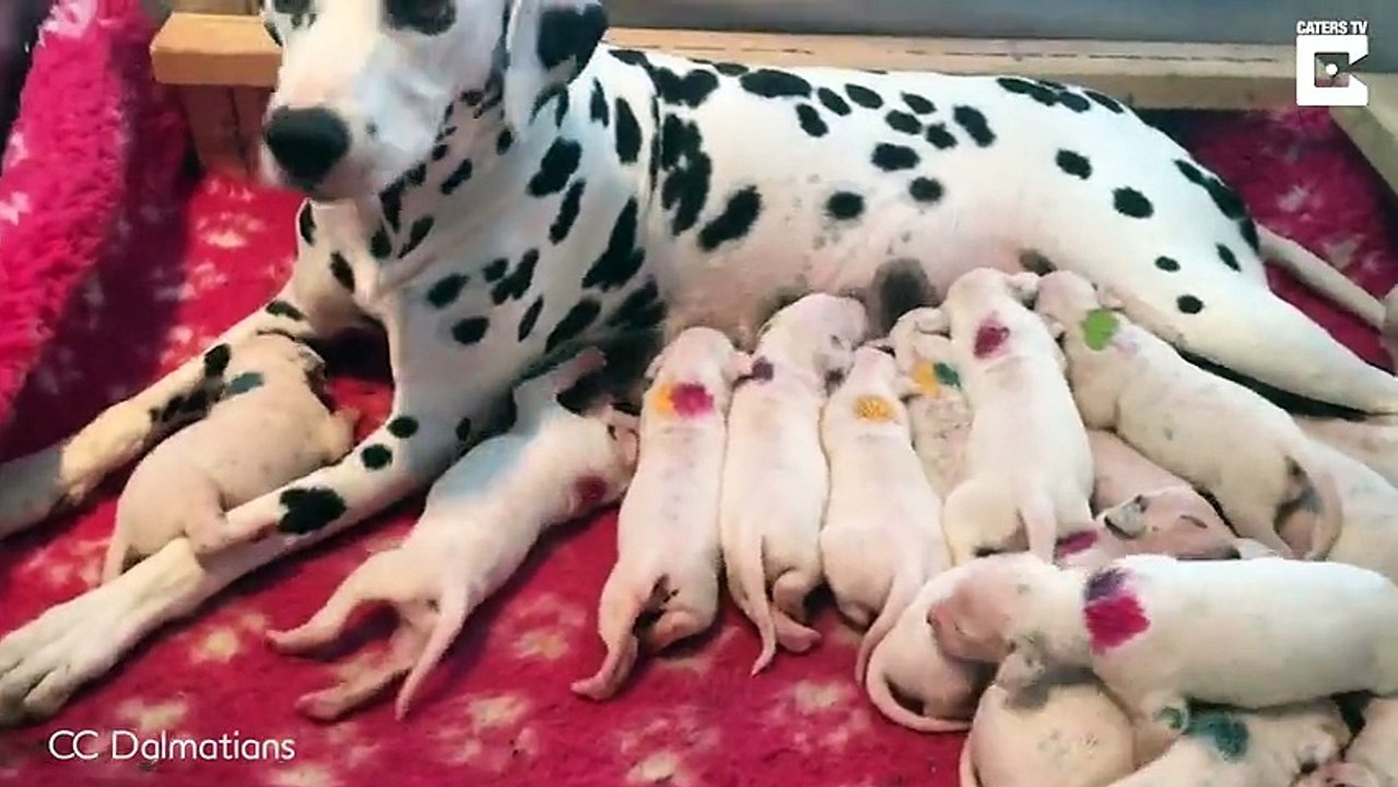 Le vétérinaire affirme que cette femelle va donner naissance à trois chiots, mais elle en aura 18