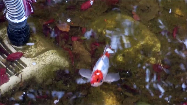 Bassin à poissons Jardin du Bonheur