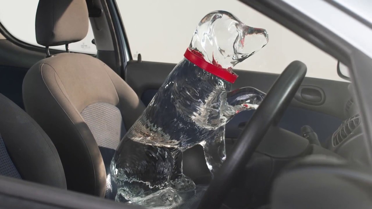Que faire si vous découvrez un chien enfermé dans une voiture au soleil