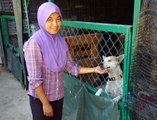 A Muslim woman's passion for rescuing strays