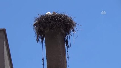 Yaralı Leyleği Itfaiye Ekipleri Kurtardı