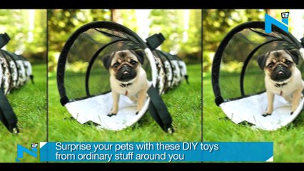 Surprise your pets with these DIY toys from ordinary stuff around you 2