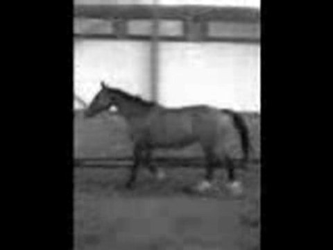 Jibo et moi, nos 10 premiers mois