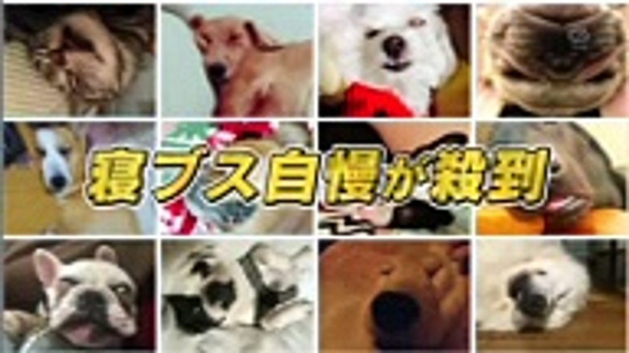 超かわいい映像連発！どうぶつピース　「高画質」2017年 3月24日 Hd Fulltv 2017 & 2018