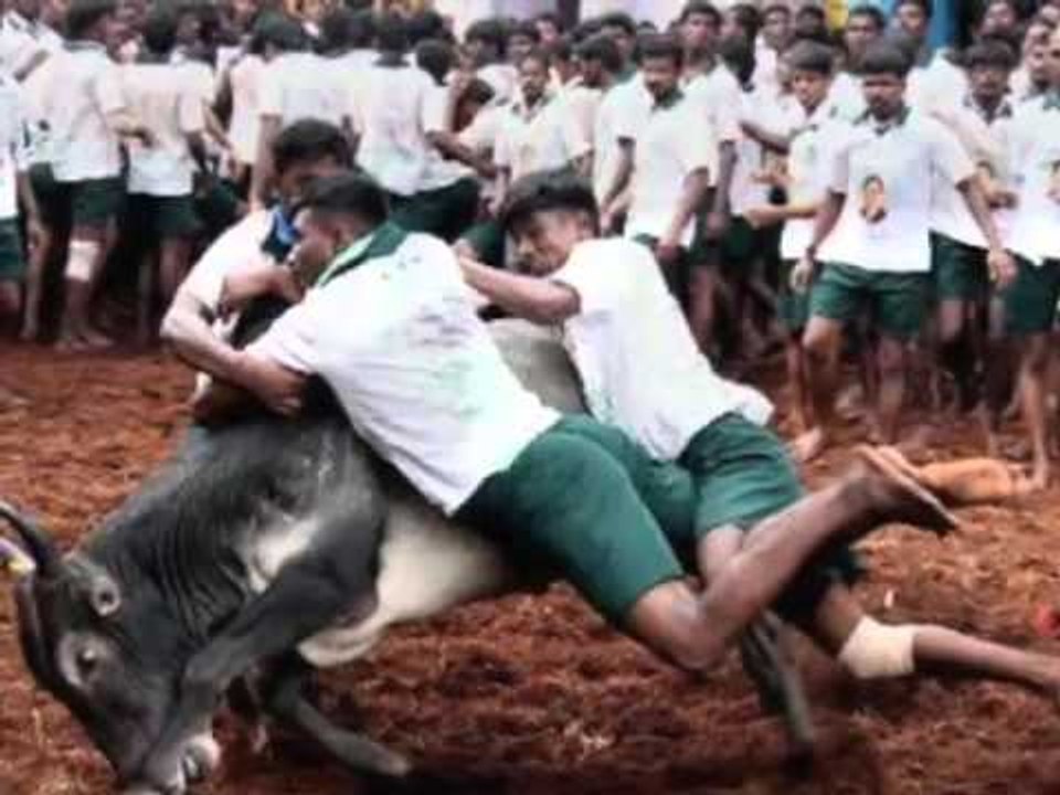 ಜಲ್ಲಿಕಟ್ಟು ಆಟದ ಮೇಲಿನ ನಿಷೇಧ ಹಿಂದಕ್ಕೆ; ಸುಪ್ರೀಂ ತಡೆ
