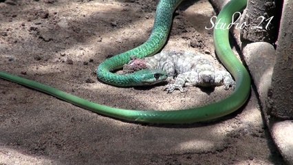 Spotted Bush Snake fights huge Gecko
