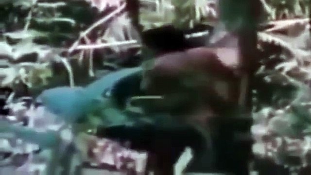 African Primitive Tribes Rituals African Ethnic Peoples Traditions and Ceremonies