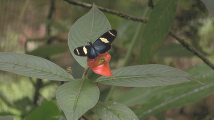 Bosque lluvioso, una paraje natural abierto a los visitantes que preserva su ecosistema