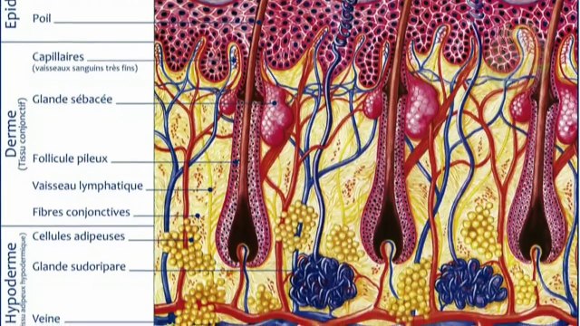 14 CHOSES QUE VOUS NE DEVEZ PAS FAIRE TOUS LES JOURS - Lama Faché