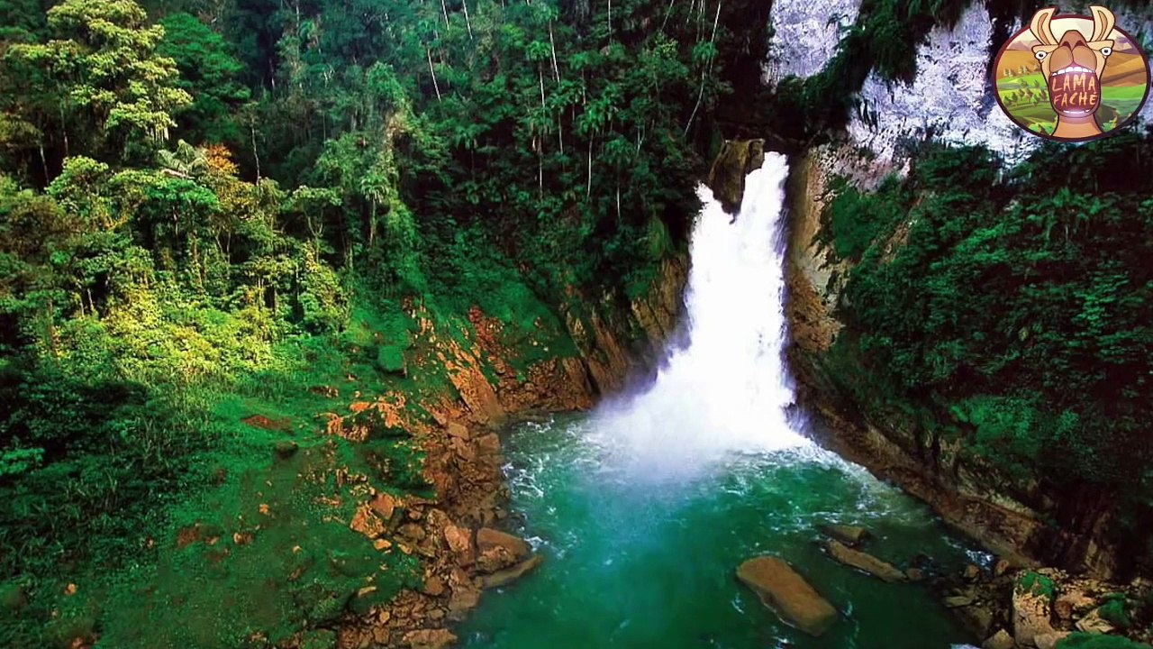 10 OISEAUX EXOTIQUES UNIQUES DANS LE MONDE - Lama Faché