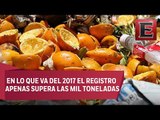 En declive la separación de la basura orgánica en la CDMX