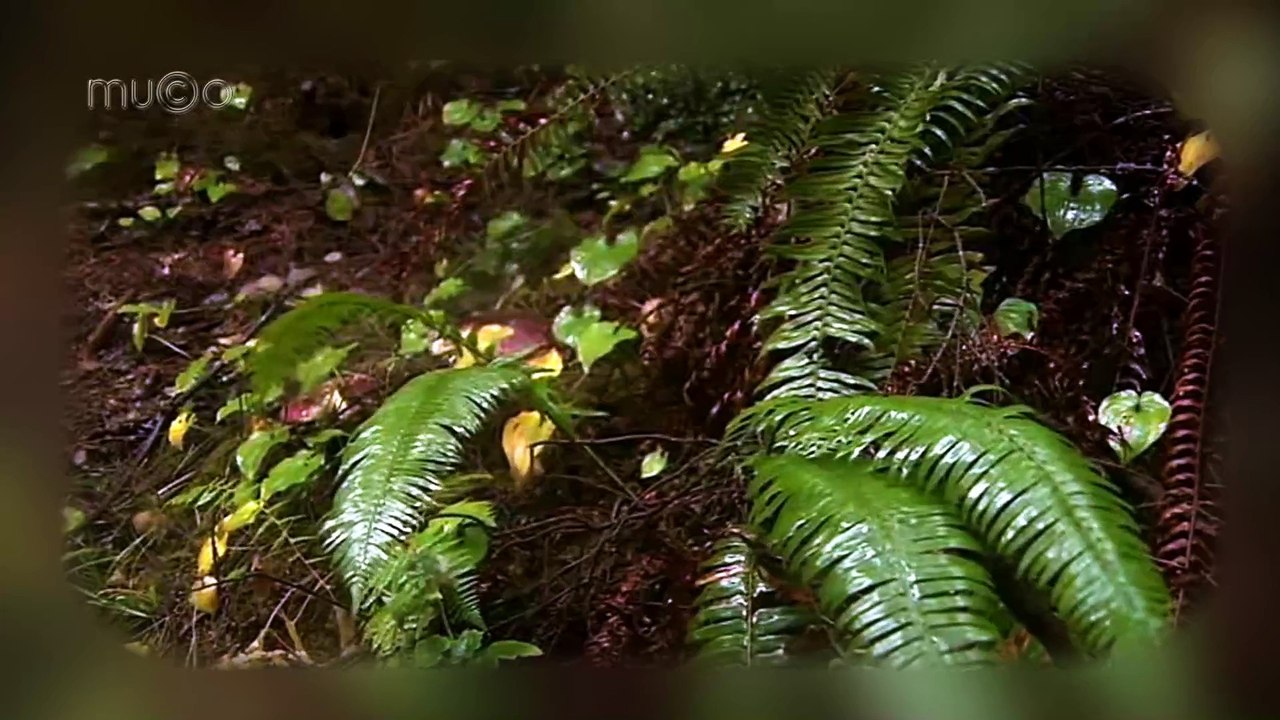 Deep Forest - Deep Forest (Best Ballads Forever HQ) Mu©o