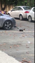 Karga kedilere kafa tutuyor..The crow is holding the head