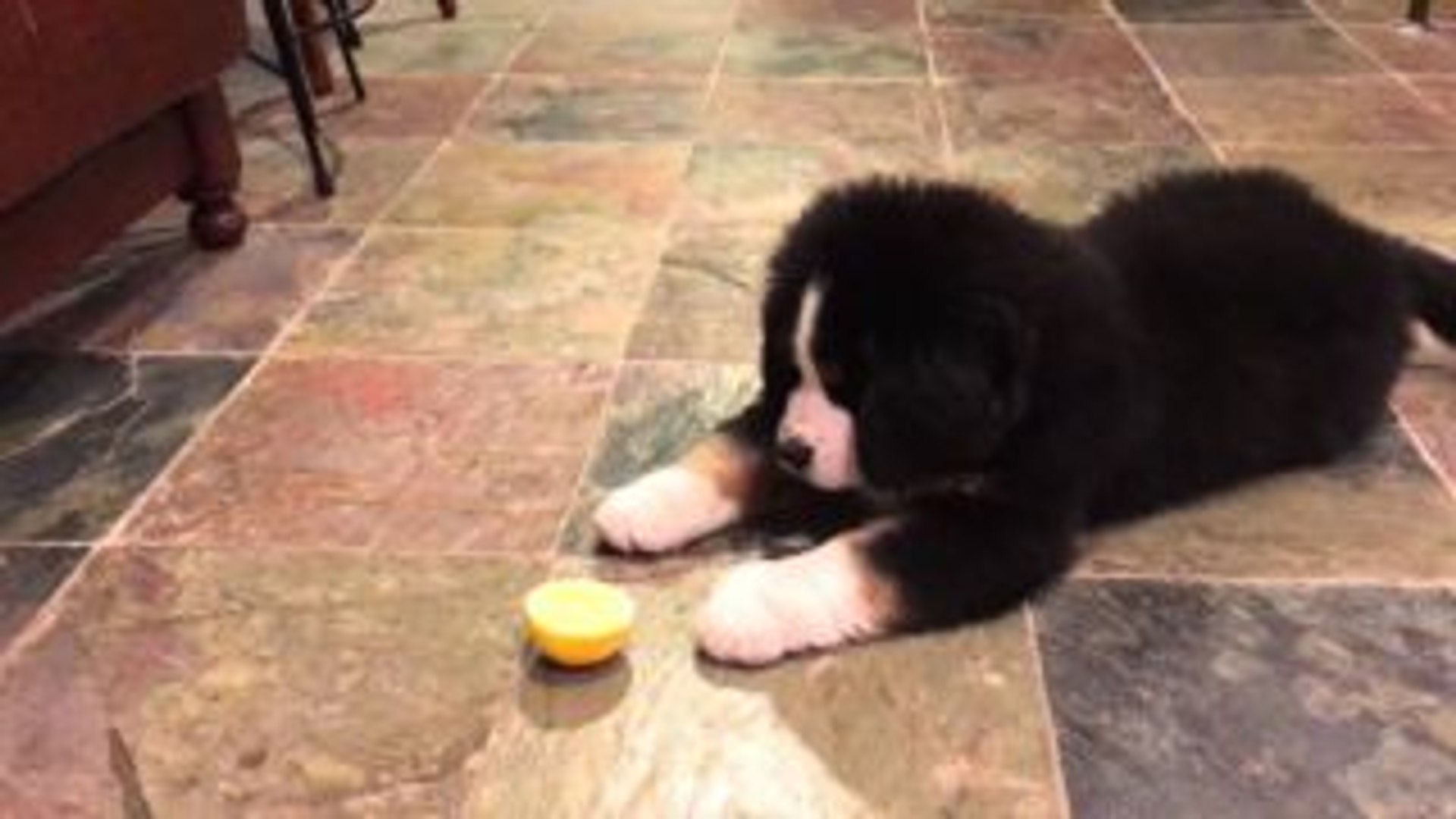 バーニーズマウンテンドッグの子犬が初めてレモンを食べてみた結果 W 動画 Dailymotion