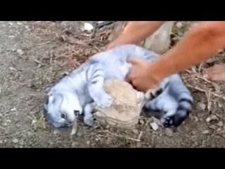 猫「やめろ、ひっぱるニャ！」 猫が切り株にしがみついたまま離れない！w