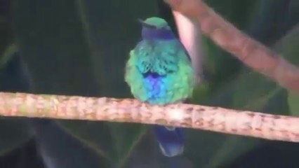 Relaxamento ao som e imagem com Beija Flor, lindíssimo