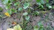 Brave Boys Catch Snake in Hole - Catch Snake at Rice Field in Cambodia