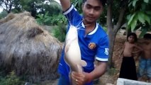 Catch Biggest Fish by Fishing in Cambodia - How to Catch Fish in My Village
