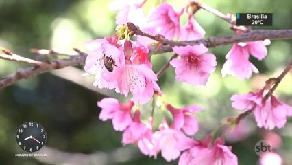Florada de cerejeiras atrai turistas no interior do Paraná