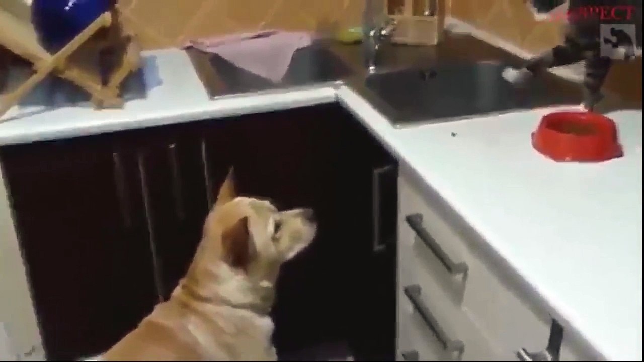 Animal Heroes - Amazing Animal Saves Another Animal Caught On Camera