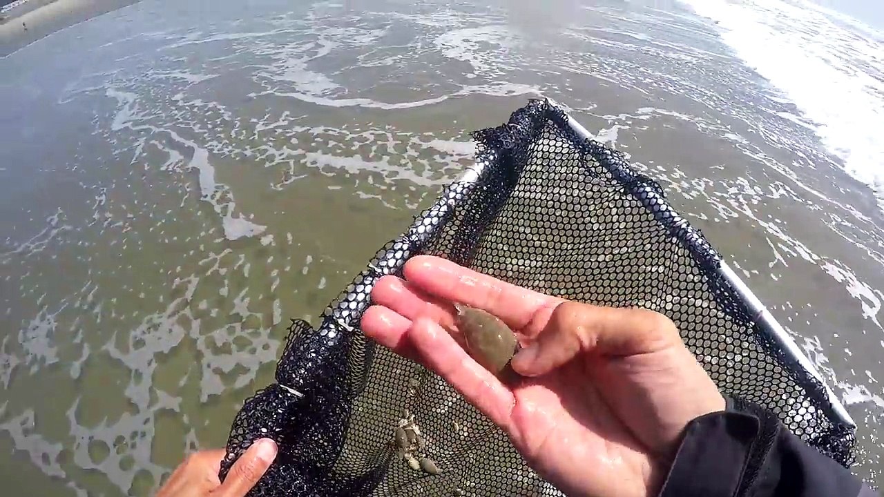 Do sand FLEAS taste good