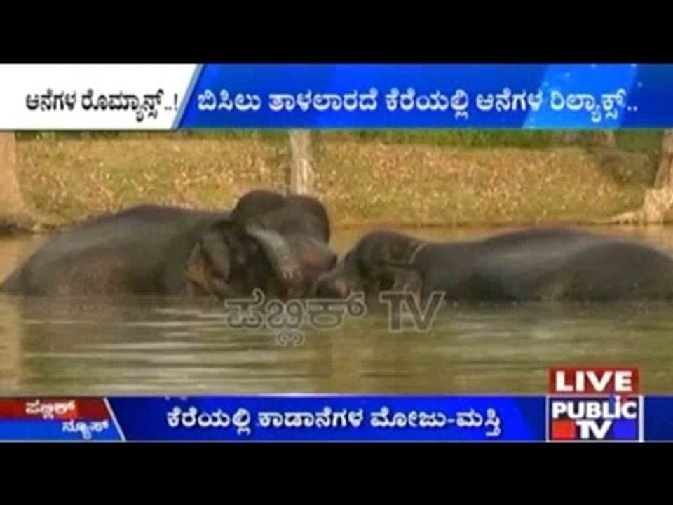 Bandipur: Elephants Romancing!!!