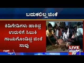 Deer Rescued By Villagers Dead