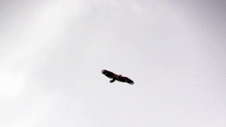 Golden Eagle Catches a Fish on the River in Idaho