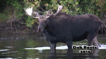 Huge Bull Moose at Very Close Range - Rutting Bull Moose Eating Seaweed and Vocalizing