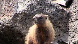 Yellow Bellied Marmot Calls - Marmot Alarm Call Up Close Near Yellowstone