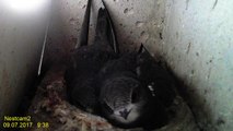 Mauersegler Nestcam 2017 -  9. Juli 09:37